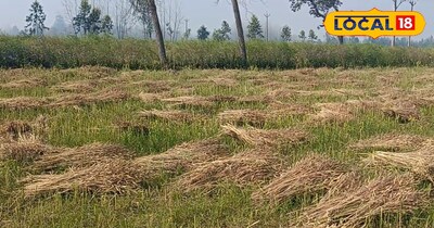 सरसों की कटाई के बाद बचे अवशेष का इस्तेमाल 