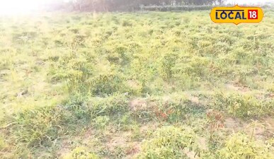 20K Cost, 2 Lakh Profit: Chilli Cultivation Transforms Farmer's Fate