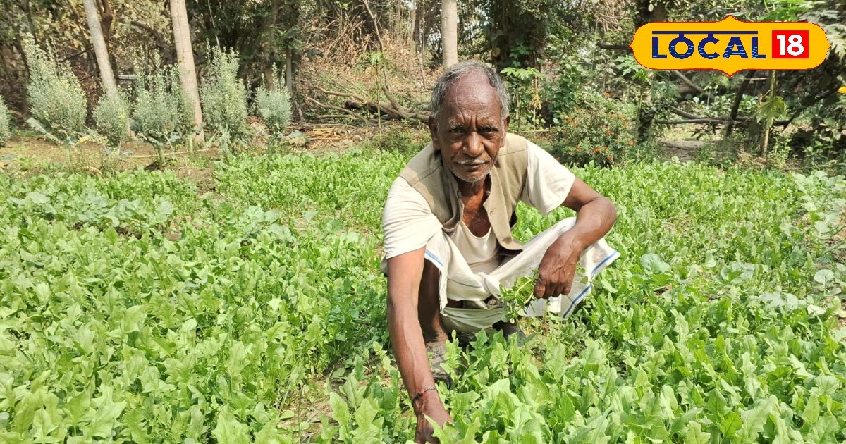 spinach farming profit | Palak ki Kheti se Munafa | पालक की खेती से मुनाफा | किसानों के लिए फायदेमंद खेती | spinach farming profit | Palak ki Kheti se Munafa | पालक की खेती से मुनाफा | किसानों के लिए फायदेमंद खेती |