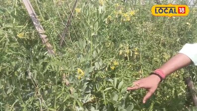 Bihar Farmer Shail Devi's Mixed Crop Success: Tomatoes, Cabbage, Garlic Boost Income