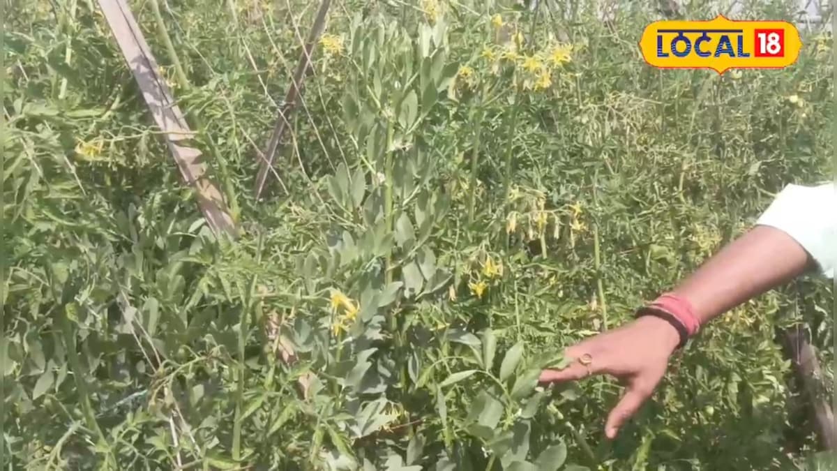 बिहार की महिला किसान ने कर दिया कमाल, एक खेत में टमाटर, गोभी, लहसुन उगाकर पेश की मिसाल, कमाई छप्परफाड़