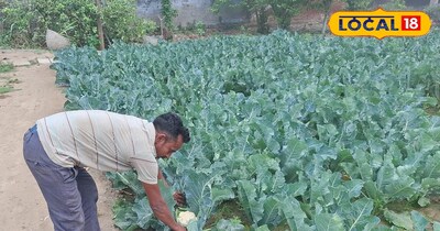 15 सालों से किसान ने नहीं छोड़ा इस फसल का साथ फसल ने बना दिया लखपति...