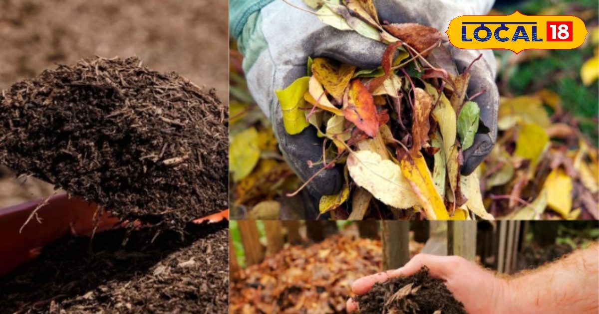कचरा नहीं, खजाना है पतझड़ के सूखे पत्ते! जानें रूफटॉप ऑर्गेनिक्स की यह खास खाद बनाने वाली ट्रिक