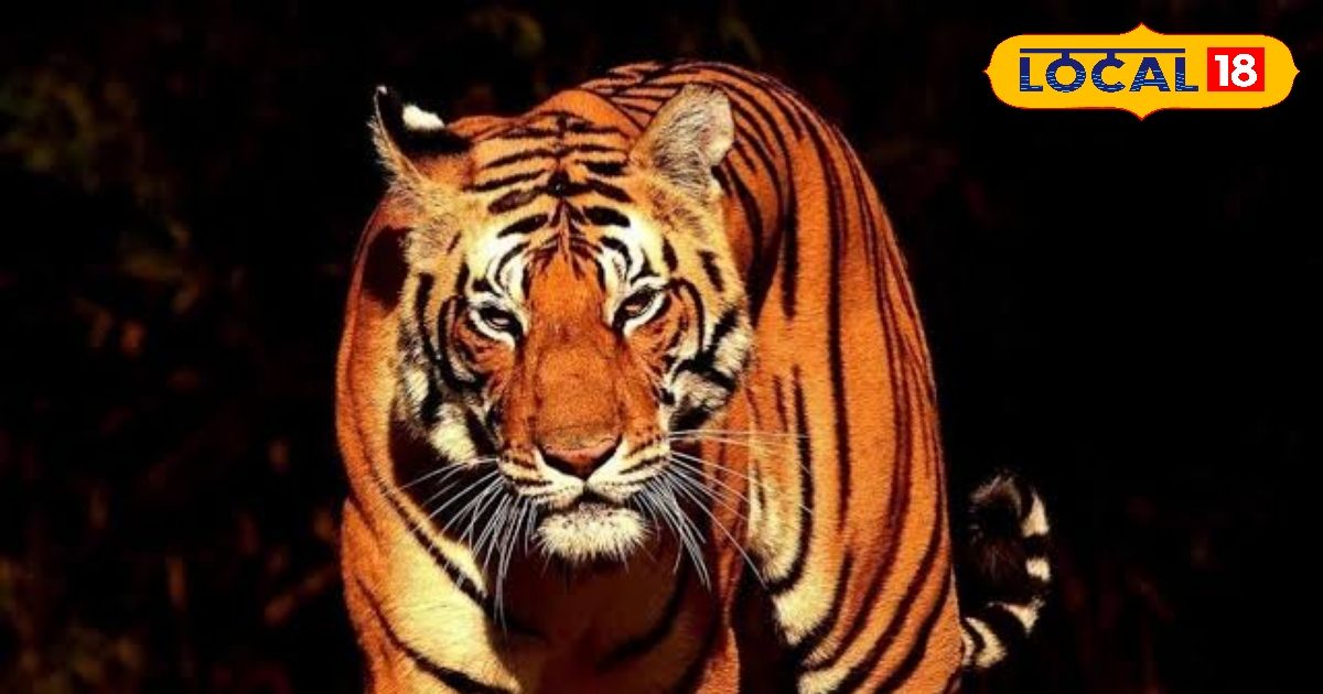 पलामू टाइगर रिजर्व में 500 कैमरा ट्रैप से हो रही बाघों की निगरानी, अहम जानकारियां हुई रिकॉर्ड