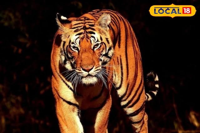 पलामू टाइगर रिजर्व में 500 कैमरा ट्रैप से बाघों की निगरानी, अहम चीजें रिकॉर्ड