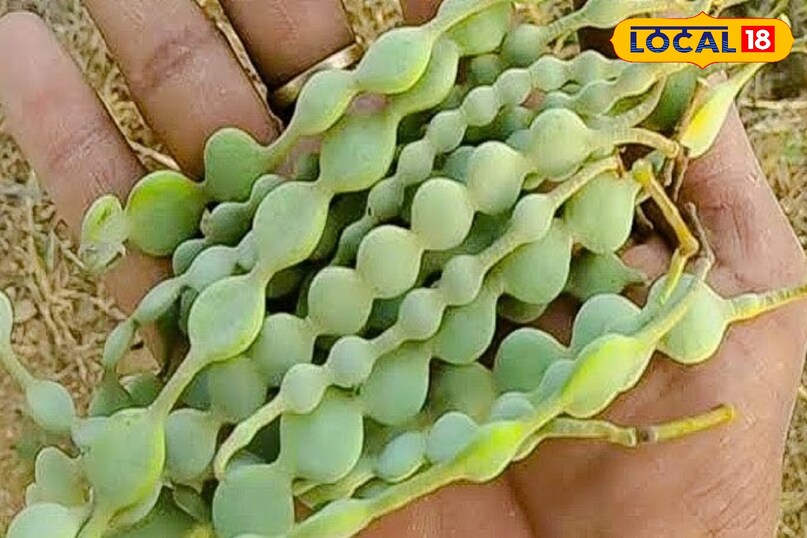 बबूल बबूल