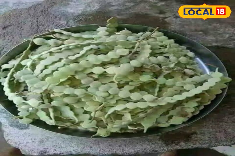 बबूल की फली बबूल की फली