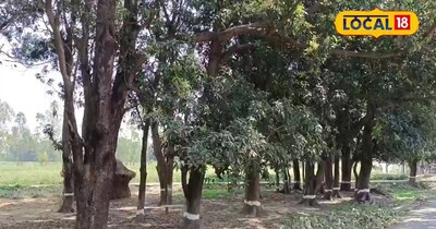 Stop Mango Fruit Drop: Expert Tips for Bumper Harvests & Bigger Fruits