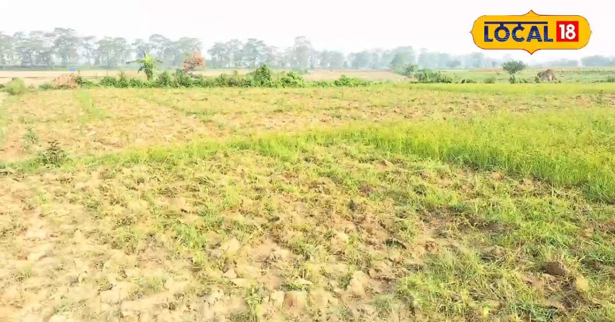 ₹20000 की लागत, ₹200000 का मुनाफा: अररिया के किसान ने की इस फसल की खेती