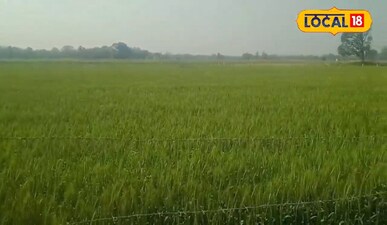 अमेठी में गेहूं की फसल पर संकट: मौसम की मार से किसान चिंतित.