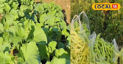 तर ककड़ी की खेती 