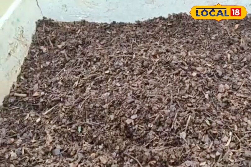 लगभग एक महीने बाद पत्तों के ढेर में गुड़ का घोल डालें. इसके लिए थोड़ा सा गुड़ पानी में घोलकर पत्तों पर चारों तरफ छिड़क दें. गुड़ में मौजूद शर्करा सूक्ष्मजीवों के लिए भोजन का काम करती है, जिससे पत्तों का गलना तेज हो जाता है. इसके बाद पत्तों को एक बार अच्छी तरह मिला दें. लगभग एक महीने बाद पत्तों के ढेर में गुड़ का घोल डालें. इसके लिए थोड़ा सा गुड़ पानी में घोलकर पत्तों पर चारों तरफ छिड़क दें. गुड़ में मौजूद शर्करा सूक्ष्मजीवों के लिए भोजन का काम करती है, जिससे पत्तों का गलना तेज हो जाता है. इसके बाद पत्तों को एक बार अच्छी तरह मिला दें.