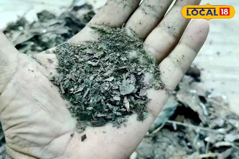 आगे कहा कि पत्तों को इकट्ठा करने के बाद उन्हें किसी बड़े प्लास्टिक कंटेनर या जूट की बोरी में भरें. कंटेनर हवादार होना चाहिए ताकि हवा का प्रवाह बना रहे. अगर प्लास्टिक का डिब्बा इस्तेमाल कर रहे हैं तो उसमें छोटे-छोटे छेद जरूर कर दें. इसके बाद पत्तों पर पानी डालकर उन्हें हल्का दबा दें ताकि नमी बनी रहे. आगे कहा कि पत्तों को इकट्ठा करने के बाद उन्हें किसी बड़े प्लास्टिक कंटेनर या जूट की बोरी में भरें. कंटेनर हवादार होना चाहिए ताकि हवा का प्रवाह बना रहे. अगर प्लास्टिक का डिब्बा इस्तेमाल कर रहे हैं तो उसमें छोटे-छोटे छेद जरूर कर दें. इसके बाद पत्तों पर पानी डालकर उन्हें हल्का दबा दें ताकि नमी बनी रहे.