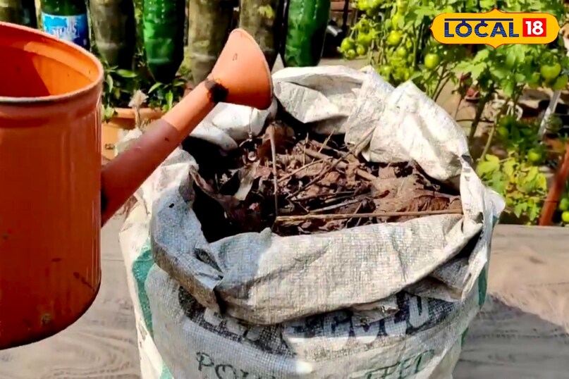 शुरुआत के दो से तीन दिनों तक लगातार पत्तों को कंटेनर में डालते रहें और उन पर पानी डालकर दबाते रहें. इससे पत्तों के बीच की खाली जगह कम हो जाती है और सड़ने की प्रक्रिया तेज हो जाती है. कंटेनर को हमेशा छायादार जगह पर रखें, क्योंकि तेज धूप खाद बनने की प्रक्रिया को धीमा कर सकती है. शुरुआत के दो से तीन दिनों तक लगातार पत्तों को कंटेनर में डालते रहें और उन पर पानी डालकर दबाते रहें. इससे पत्तों के बीच की खाली जगह कम हो जाती है और सड़ने की प्रक्रिया तेज हो जाती है. कंटेनर को हमेशा छायादार जगह पर रखें, क्योंकि तेज धूप खाद बनने की प्रक्रिया को धीमा कर सकती है.