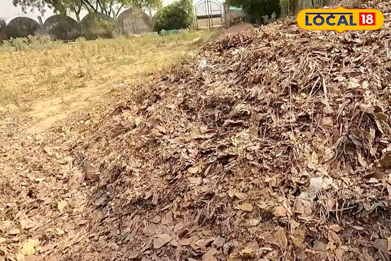 उन्होंने कहा कि खाद बनाने की शुरुआत सूखे पत्तों को इकट्ठा करने से होती है. अपने गार्डन या आसपास गिरे पत्तों को एक जगह जमा करें. ध्यान रखें कि इनमें प्लास्टिक, कांच, पत्थर या कोई अन्य कचरा न मिला हो. केवल प्राकृतिक सूखे पत्ते ही अच्छी गुणवत्ता वाली खाद का आधार बनते हैं. उन्होंने कहा कि खाद बनाने की शुरुआत सूखे पत्तों को इकट्ठा करने से होती है. अपने गार्डन या आसपास गिरे पत्तों को एक जगह जमा करें. ध्यान रखें कि इनमें प्लास्टिक, कांच, पत्थर या कोई अन्य कचरा न मिला हो. केवल प्राकृतिक सूखे पत्ते ही अच्छी गुणवत्ता वाली खाद का आधार बनते हैं.