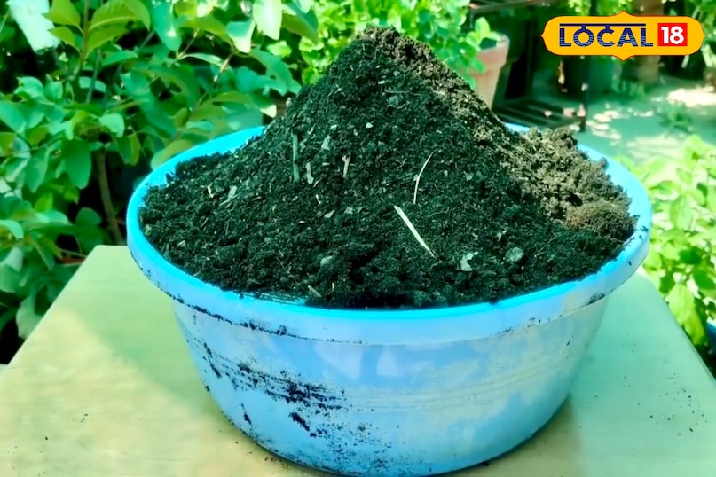 आगे कहा कि गुड़ डालने के करीब एक महीने बाद इसमें छाछ या पुरानी लस्सी मिलाएं. छाछ में मौजूद अच्छे बैक्टीरिया खाद बनने की प्रक्रिया को पूरा करते हैं. अगर छाछ उपलब्ध न हो तो पुराने दही को पानी में फेंटकर या पनीर का बचा हुआ पानी भी इस्तेमाल किया जा सकता है. कुछ समय बाद यही मिश्रण पौधों के लिए पोषक तत्वों से भरपूर बेहतरीन जैविक खाद बन जाता है. आगे कहा कि गुड़ डालने के करीब एक महीने बाद इसमें छाछ या पुरानी लस्सी मिलाएं. छाछ में मौजूद अच्छे बैक्टीरिया खाद बनने की प्रक्रिया को पूरा करते हैं. अगर छाछ उपलब्ध न हो तो पुराने दही को पानी में फेंटकर या पनीर का बचा हुआ पानी भी इस्तेमाल किया जा सकता है. कुछ समय बाद यही मिश्रण पौधों के लिए पोषक तत्वों से भरपूर बेहतरीन जैविक खाद बन जाता है.