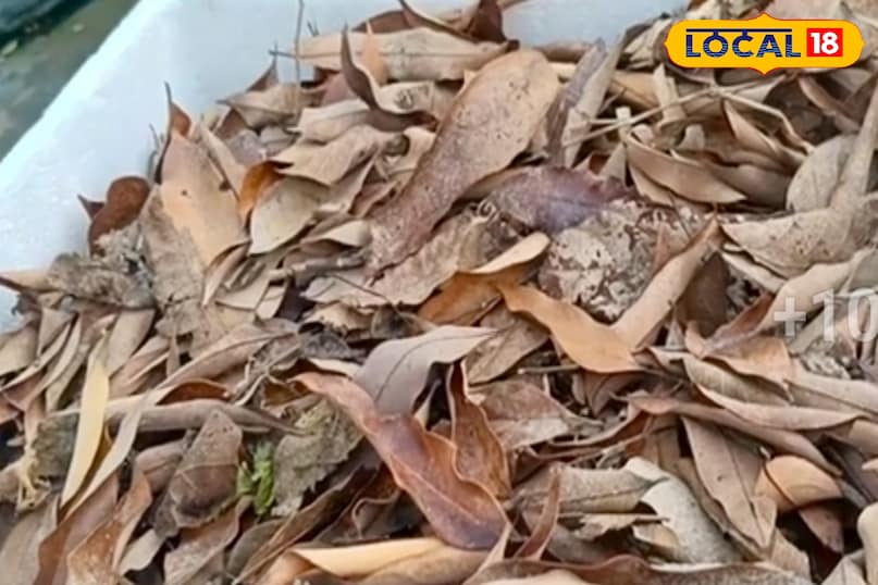 आगे कहा कि जैविक खाद को बनाने के लिए किसी महंगे सामान की जरूरत नहीं होती. इसके लिए सूखे पत्तों के साथ गुड़ और छाछ या लस्सी जैसी घरेलू चीजें ही काफी होती हैं. इन साधारण चीजों की मदद से तैयार की गई खाद पौधों की ग्रोथ को तेज करने में काफी मददगार साबित होती है. आगे कहा कि जैविक खाद को बनाने के लिए किसी महंगे सामान की जरूरत नहीं होती. इसके लिए सूखे पत्तों के साथ गुड़ और छाछ या लस्सी जैसी घरेलू चीजें ही काफी होती हैं. इन साधारण चीजों की मदद से तैयार की गई खाद पौधों की ग्रोथ को तेज करने में काफी मददगार साबित होती है.