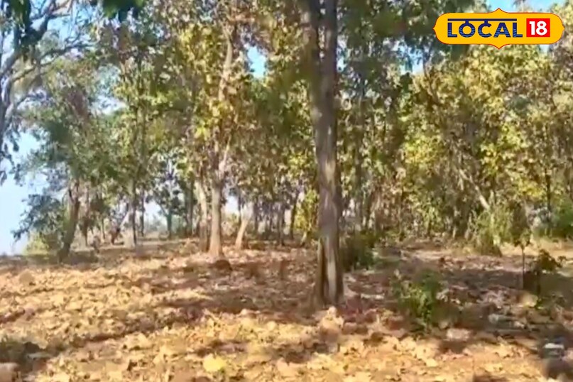 एक्सपर्ट डॉ० डी एस श्रीवास्तव ने लोकल18 को बताया कि अक्सर लोग आंगन या बगीचे में गिरे सूखे पत्तों को कचरा समझकर जला देते हैं या फेंक देते हैं. लेकिन यही पत्ते पौधों की सेहत के लिए सबसे उपयोगी खाद बन सकते हैं. थोड़ी मेहनत और धैर्य से इन्हें पौधों के लिए पोषक तत्वों से भरपूर खाद में बदला जा सकता है. एक्सपर्ट डॉ० डी एस श्रीवास्तव ने लोकल18 को बताया कि अक्सर लोग आंगन या बगीचे में गिरे सूखे पत्तों को कचरा समझकर जला देते हैं या फेंक देते हैं. लेकिन यही पत्ते पौधों की सेहत के लिए सबसे उपयोगी खाद बन सकते हैं. थोड़ी मेहनत और धैर्य से इन्हें पौधों के लिए पोषक तत्वों से भरपूर खाद में बदला जा सकता है.