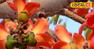 सेमल गद्दा सेहत के लिए होता है फायदेमंद।