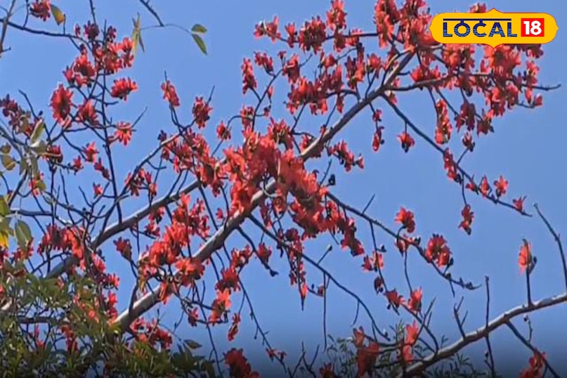 মোরাদাবাদের খবর, হিন্দি খবর, আপ নিউজ, স্থানীয় খবর, মোরাদাবাদের খবর, হিন্দি খবর, স্থানীয় খবর, ইউপি খবর।