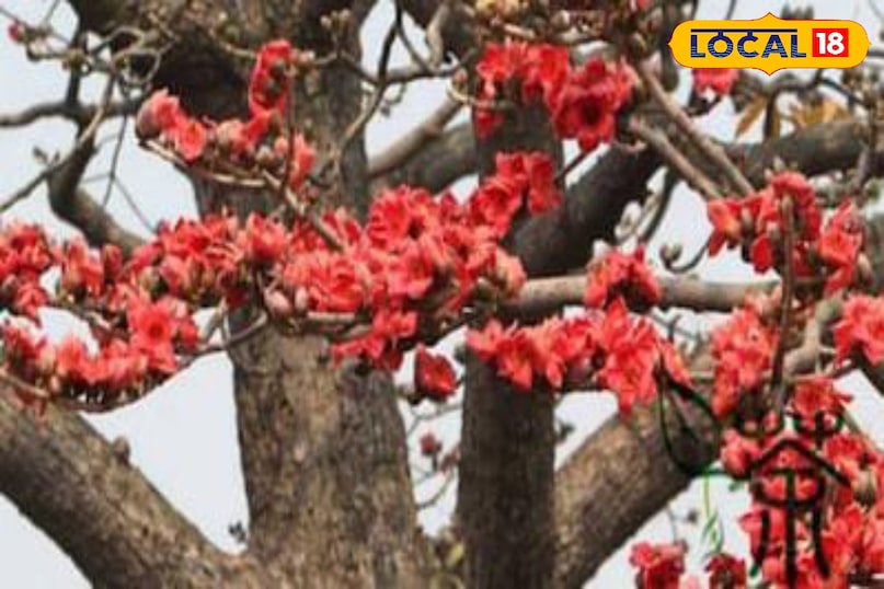 মোরাদাবাদের খবর, হিন্দি খবর, আপ নিউজ, স্থানীয় খবর, মোরাদাবাদের খবর, হিন্দি খবর, স্থানীয় খবর, ইউপি খবর।