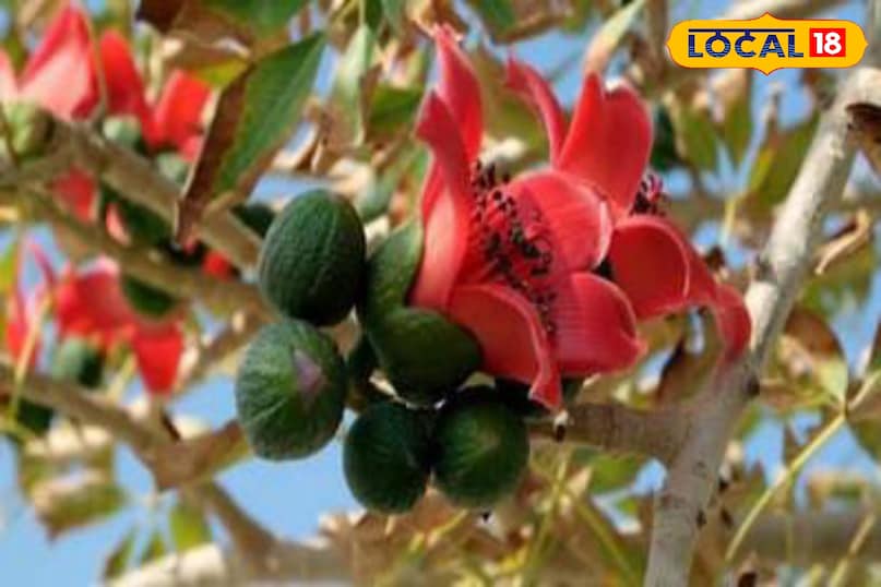 মোরাদাবাদের খবর, হিন্দি খবর, আপ নিউজ, স্থানীয় খবর, মোরাদাবাদের খবর, হিন্দি খবর, স্থানীয় খবর, ইউপি খবর।