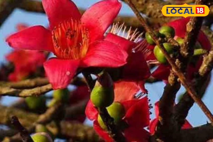 মোরাদাবাদের খবর, হিন্দি খবর, আপ নিউজ, স্থানীয় খবর, মোরাদাবাদের খবর, হিন্দি খবর, স্থানীয় খবর, ইউপি খবর।