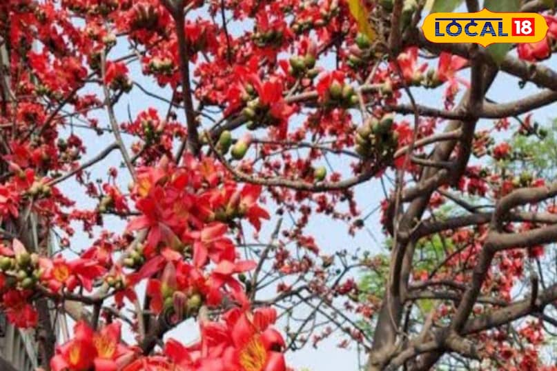 মোরাদাবাদের খবর, হিন্দি খবর, আপ নিউজ, স্থানীয় খবর, মোরাদাবাদের খবর, হিন্দি খবর, স্থানীয় খবর, ইউপি খবর।