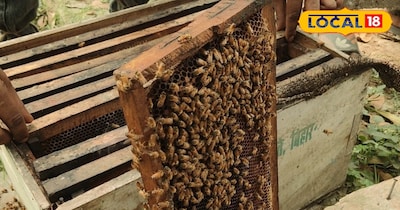 300 बक्सा मधुमक्खी पालन करके किसान साल में करता है 5 लाख से अधिक कमाई 