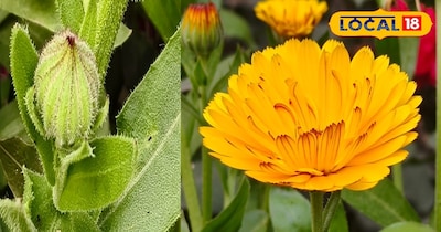 कैलेंडुला का पौधा 