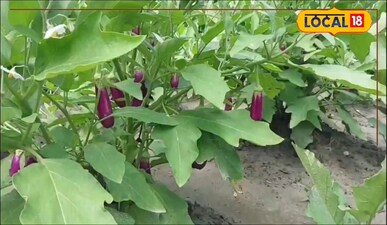 अर्जुन गुप्ता, किसान