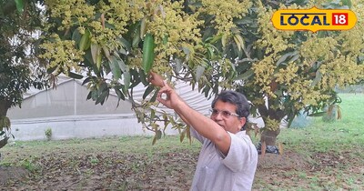 आम के बौर की देखभाल का आसान तरीका!