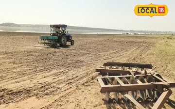 उड़द की फसल