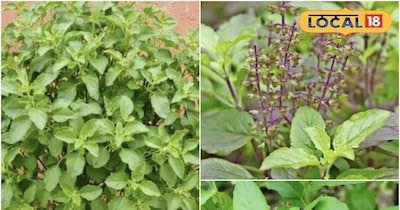 गर्मी में तुलसी के पौधे का खास ख्याल रखना चाहिए.