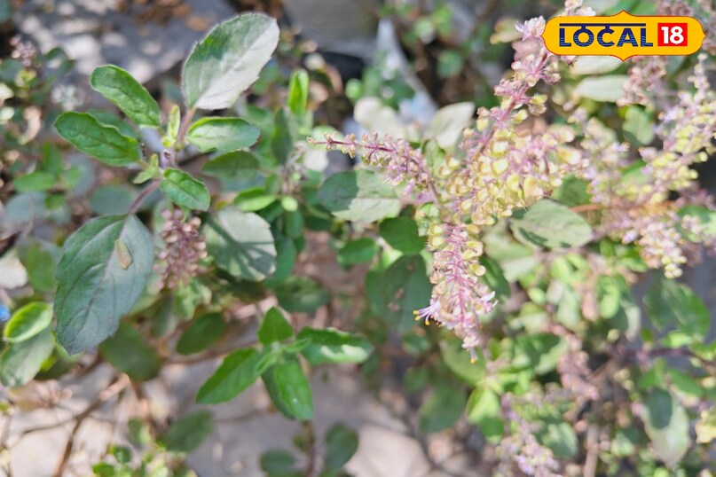 तुलसी पौधा 