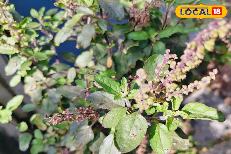 तुलसी पौधा