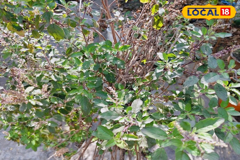 तुलसी पौधा 