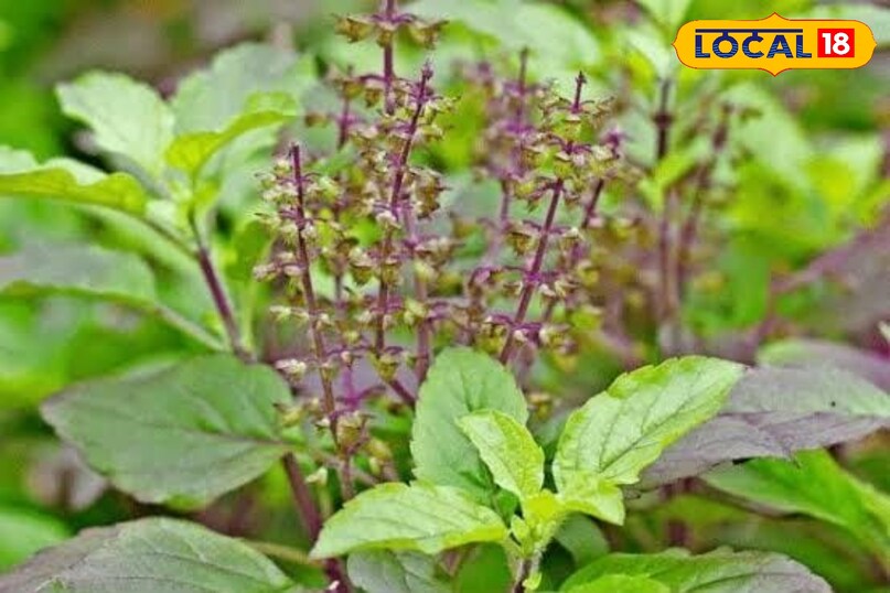तुलसी के पौधे