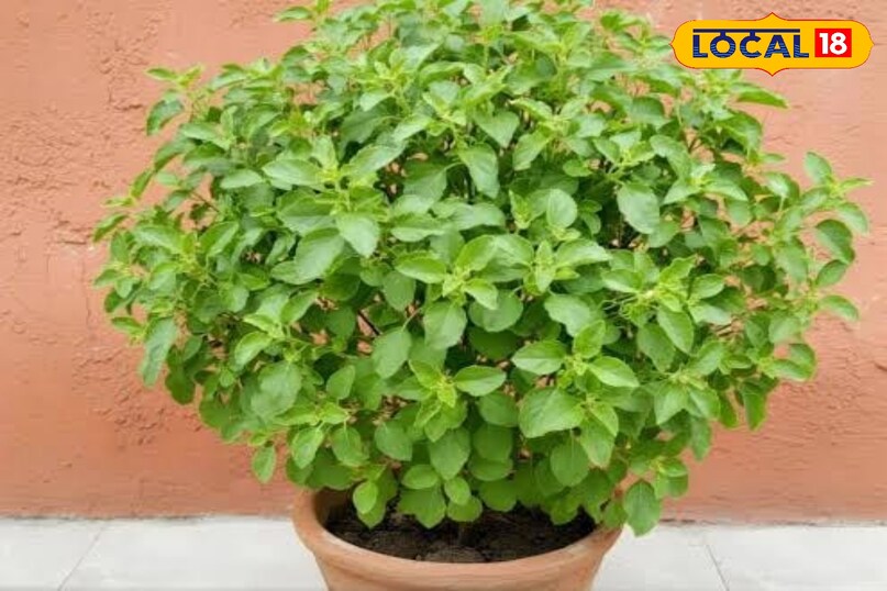 तुलसी पौधा 