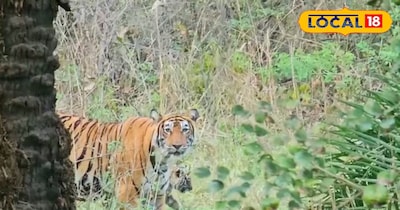 बाघिन ST- 17 तीन शावकों के साथ आई नजर 