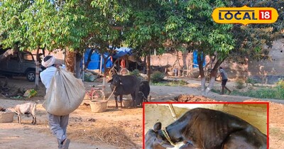 लंपी वायरस से ऐसे करें बचाव!