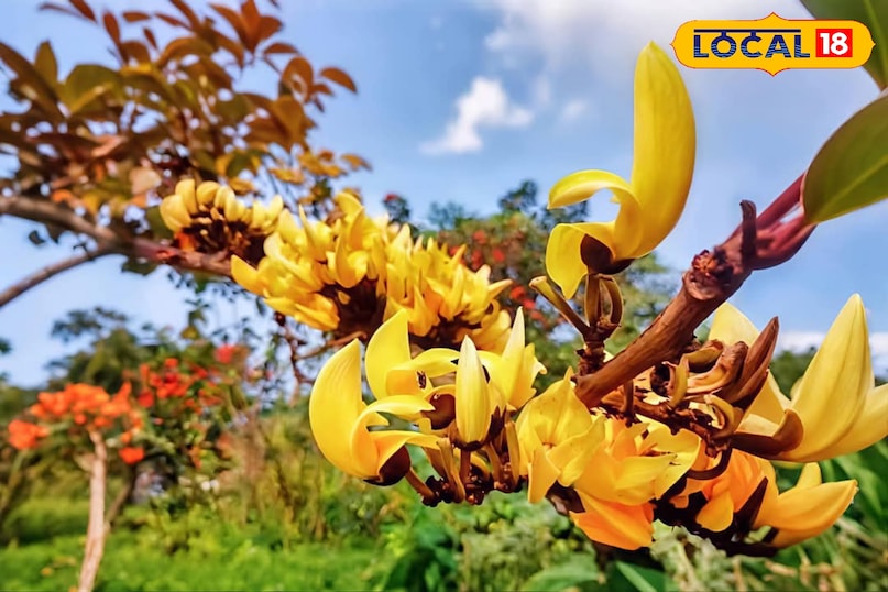 তেসু ফুল শুকিয়ে নিন