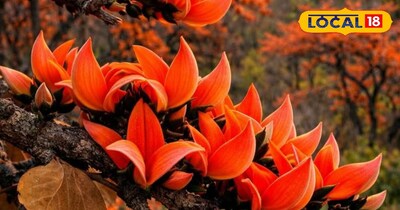 पलाश के फूल जंगल में मिलते हैं.