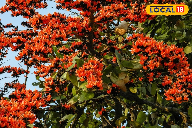 স্বাস্থ্যের জন্য উপকারী