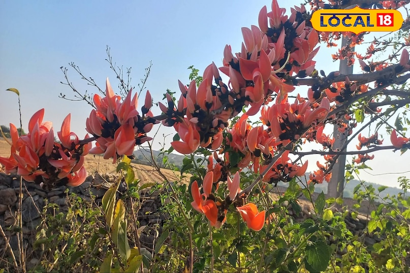 চর্মরোগে উপকারী