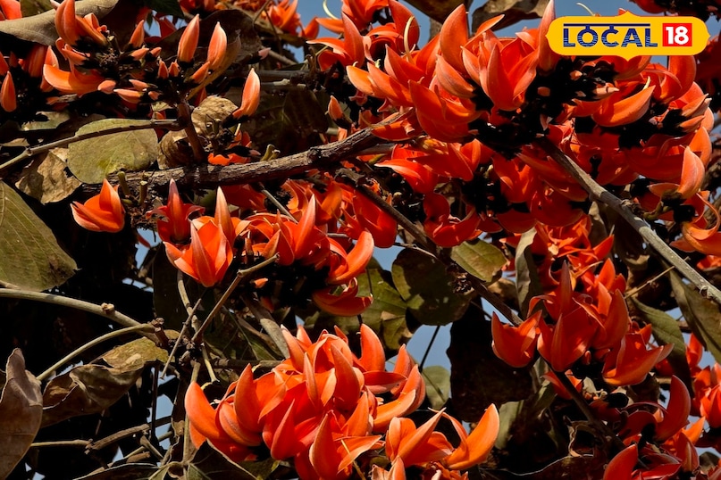 শীতল এবং স্বাস্থ্যকর উভয়ই পান