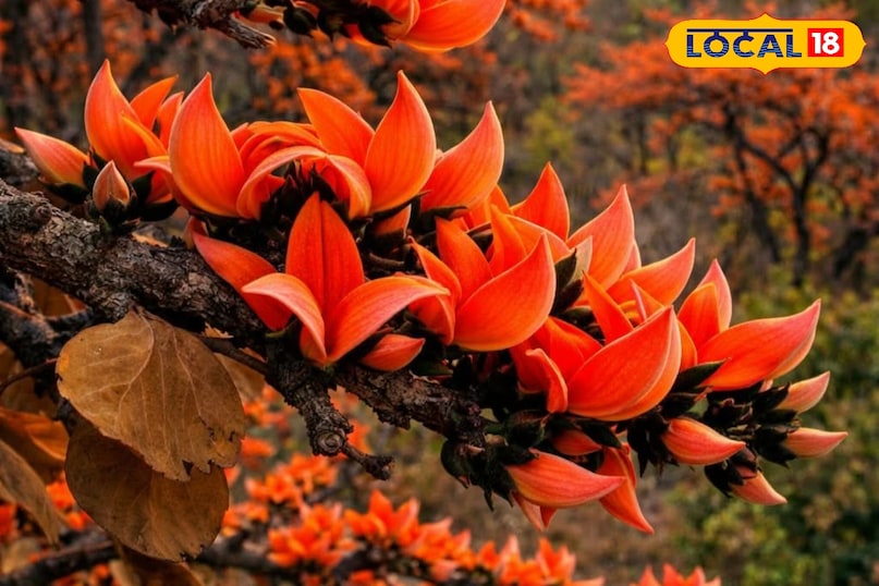 গরমে পলাশের শরবত পান করুন