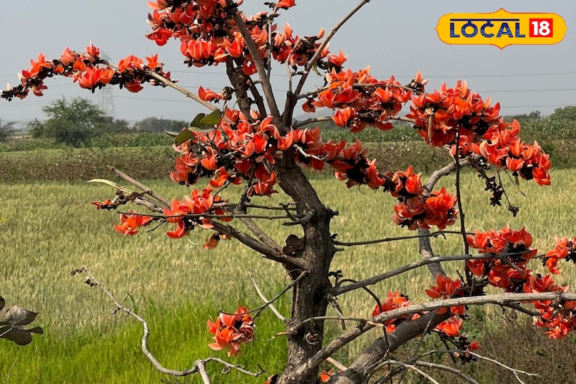 পলাশ স্বাস্থ্যের জন্য উপকারী