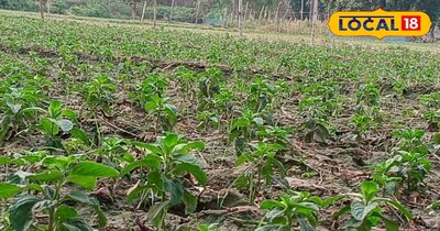 मेंथा की फसल 