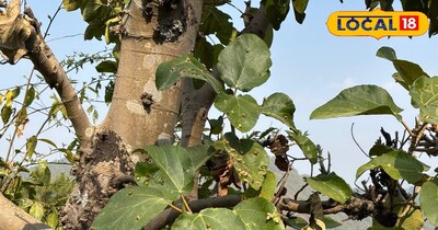 अमर तिमुल की खासियत 